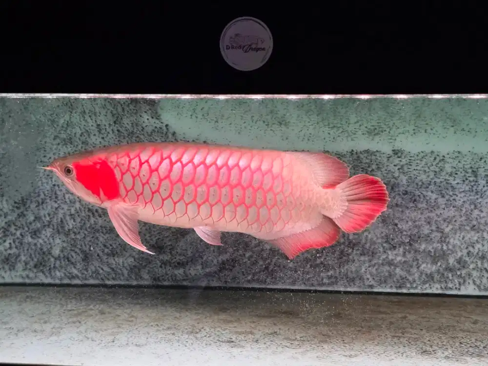 Ikan Arwana Super Red ITL (I Tiaw Lung) XL Size 65-68 cm