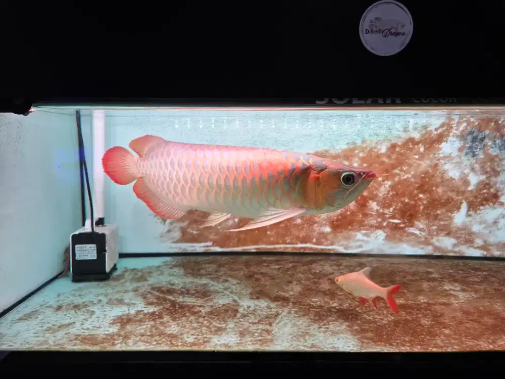 Ikan Arwana Super Red XL Size 50-53 cm