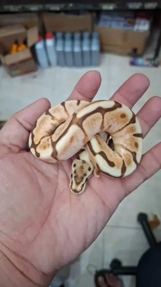 BP Spider Cinnamon Fire Yellowbelly het genetic Stripe