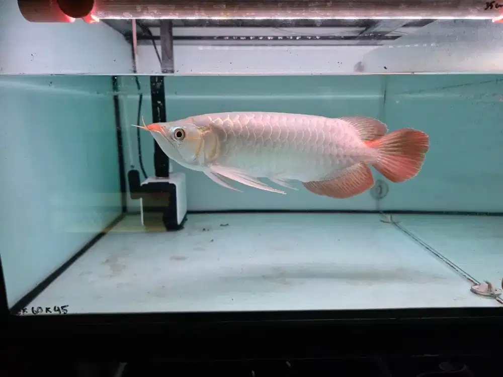 Ikan Arwana Super Red Size 35 cm