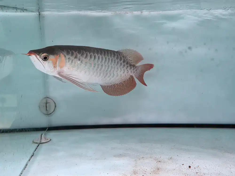 Ikan Arwana Super Red Size 33 cm