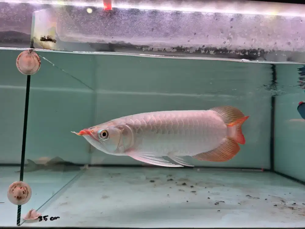 Ikan Arwana Super Red Size 38 cm