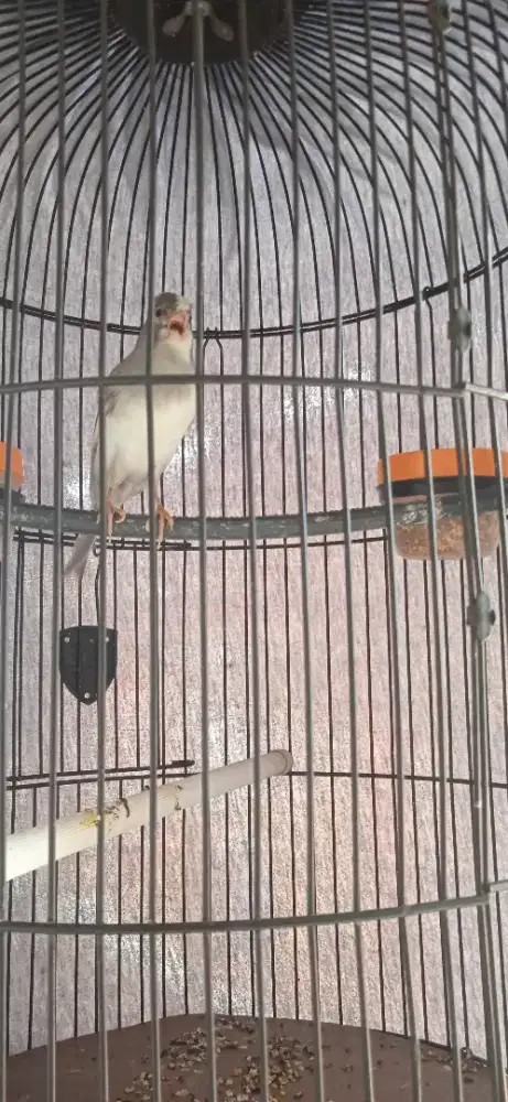 Burung kenari gacor bujang loper