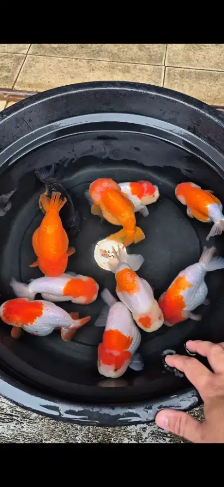 Ikan Mas Koki Ranchu Jumbo Size 15-16 cm