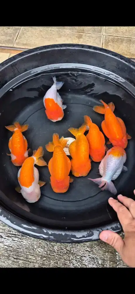 Ikan Mas Koki Ranchu Super Jumbo Size 16-19 cm