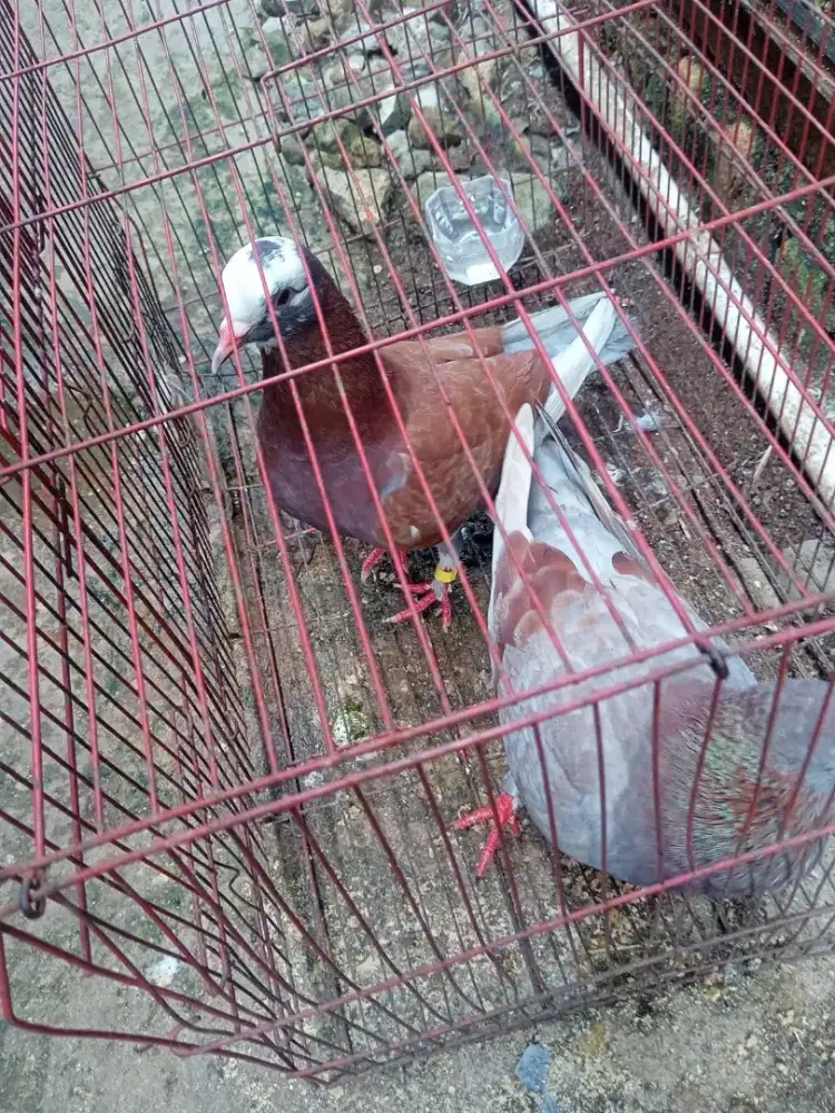 Bekas player  pondok aren ceger Ciledug