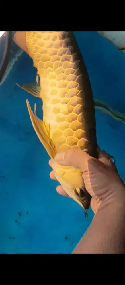 Jual arowana golden red bagus 40cm