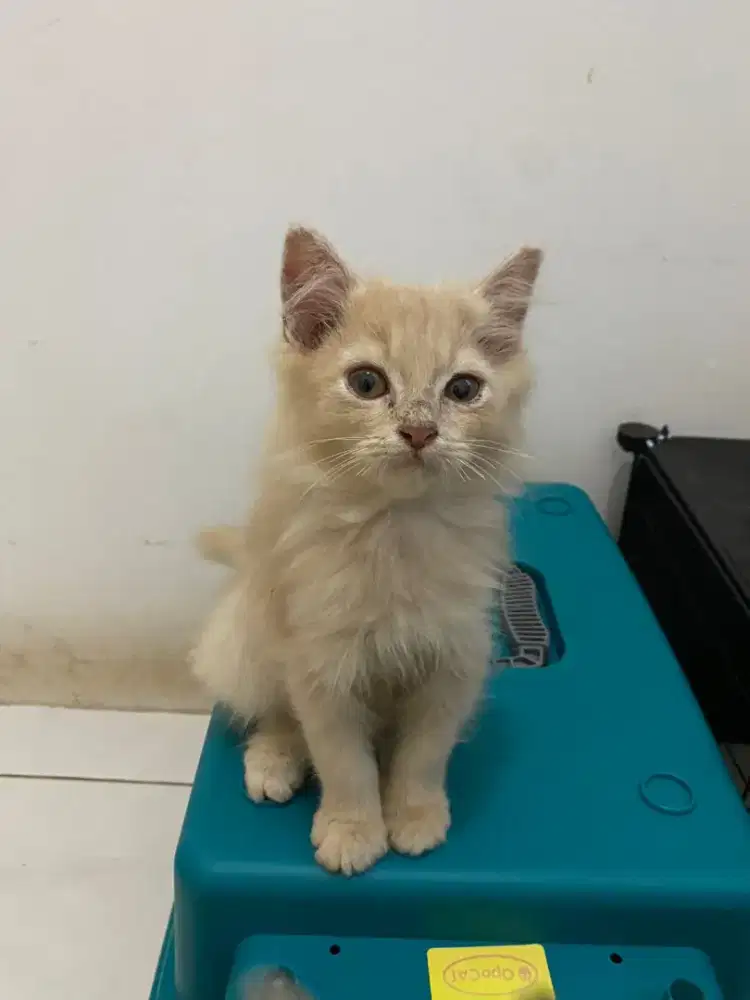 FREE Adopt Anak Kucing Munchkin x BSH