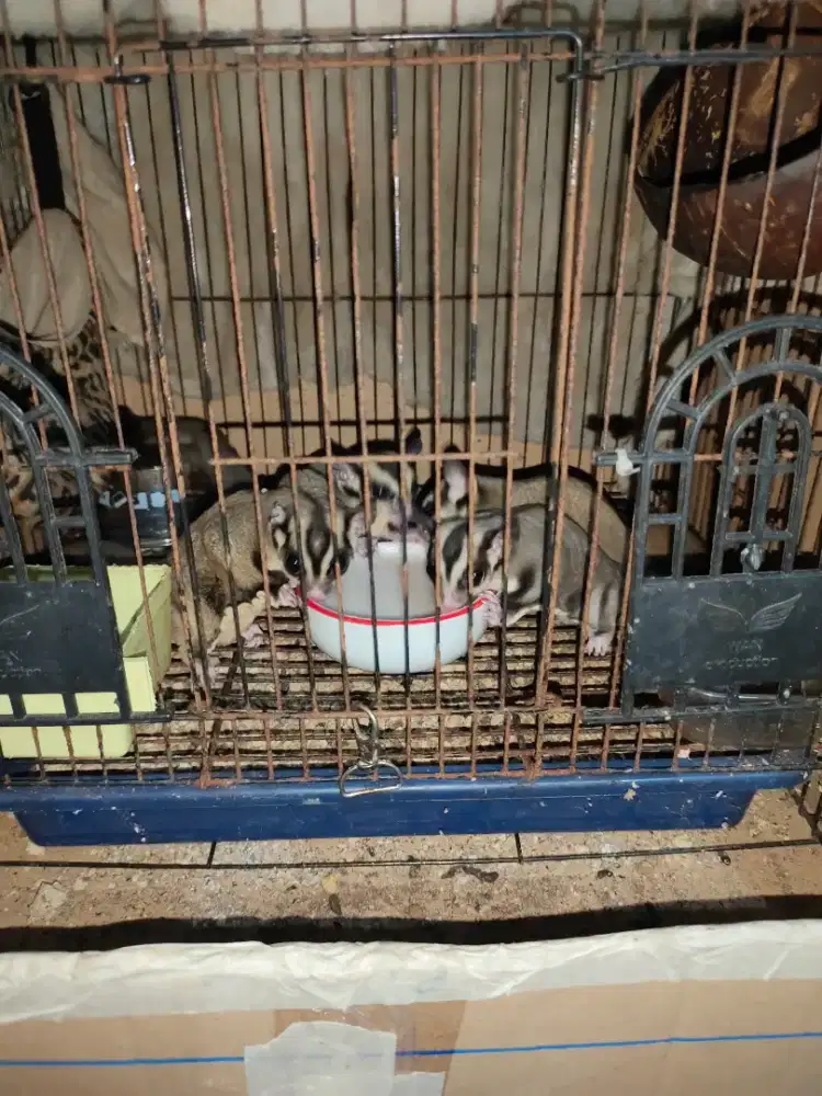 Jual 4 sugar glider