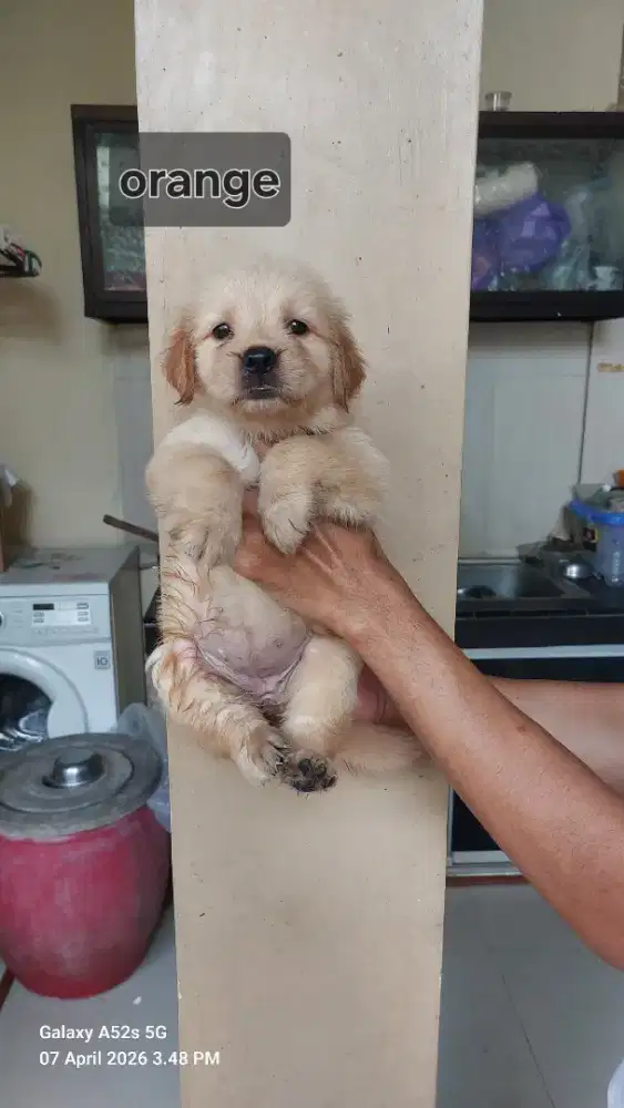 Golden Retriever Puppies