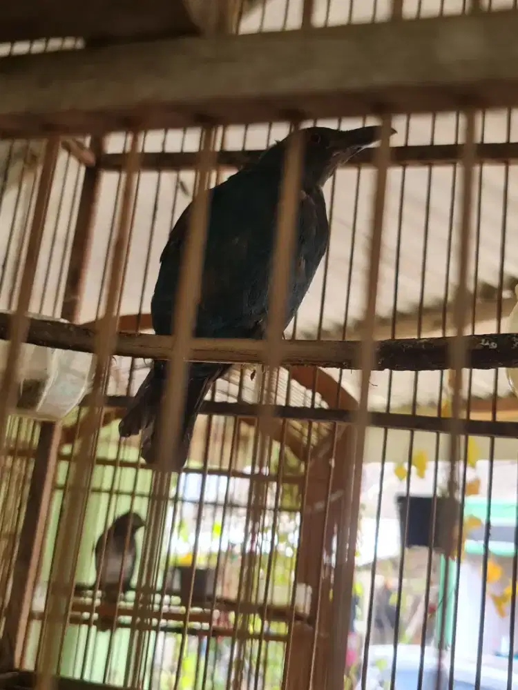 Borongan burung jalak suren, cucak biru, cucak rganis, konin& separaja