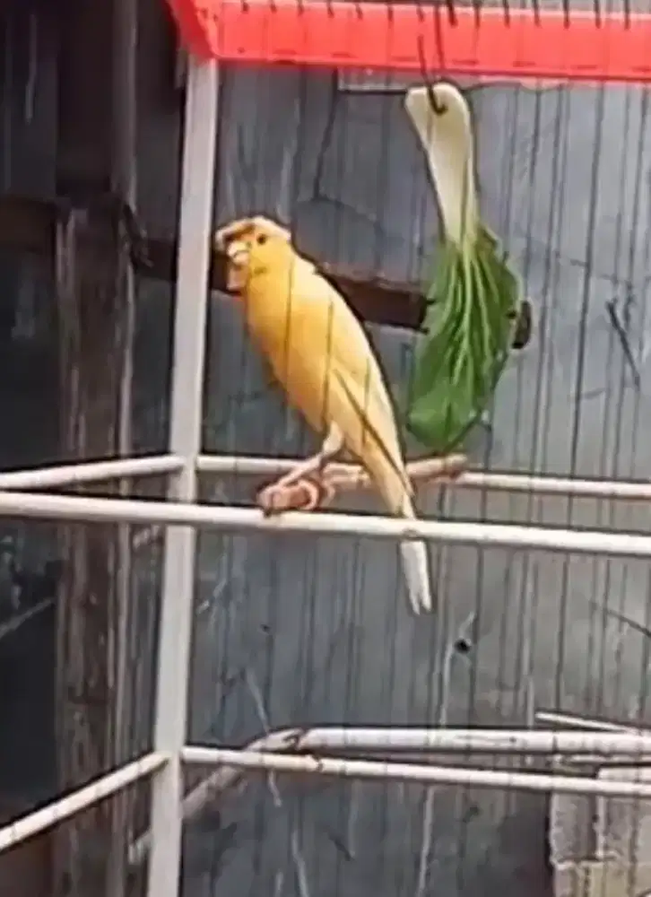 Kenari Hybrid gloster x SF