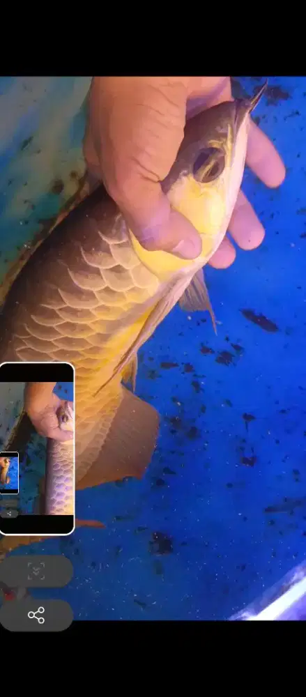 Jual ikan arowana golden red bagus 40cm