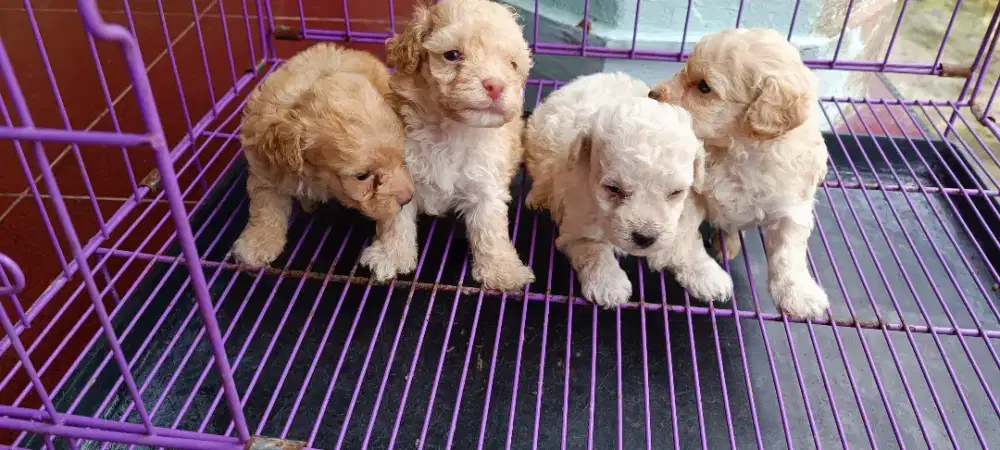 Poodle asli size tiny
