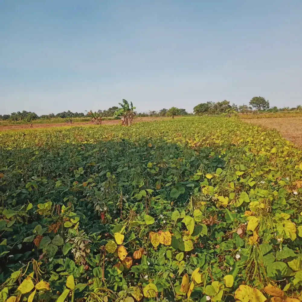 Dijual sebidang sawah produktif daerah Kab. Gresik, Driyorejo.