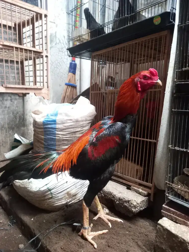 Ayam bangkok istimewa