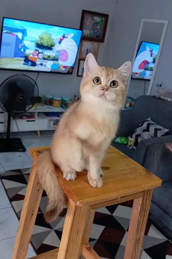 BRITISH SHORTHAIR/BSH GOLDEN