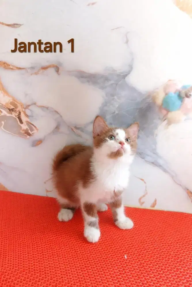 British short hair cinamon