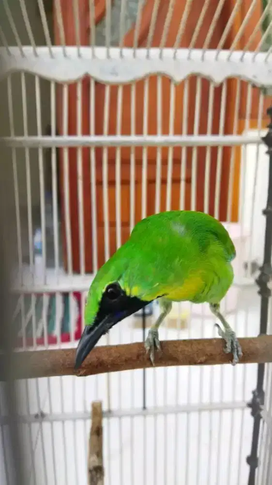 Sidaun mulus jinak gacor