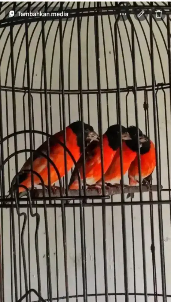 Redsiskin jantan gacoran