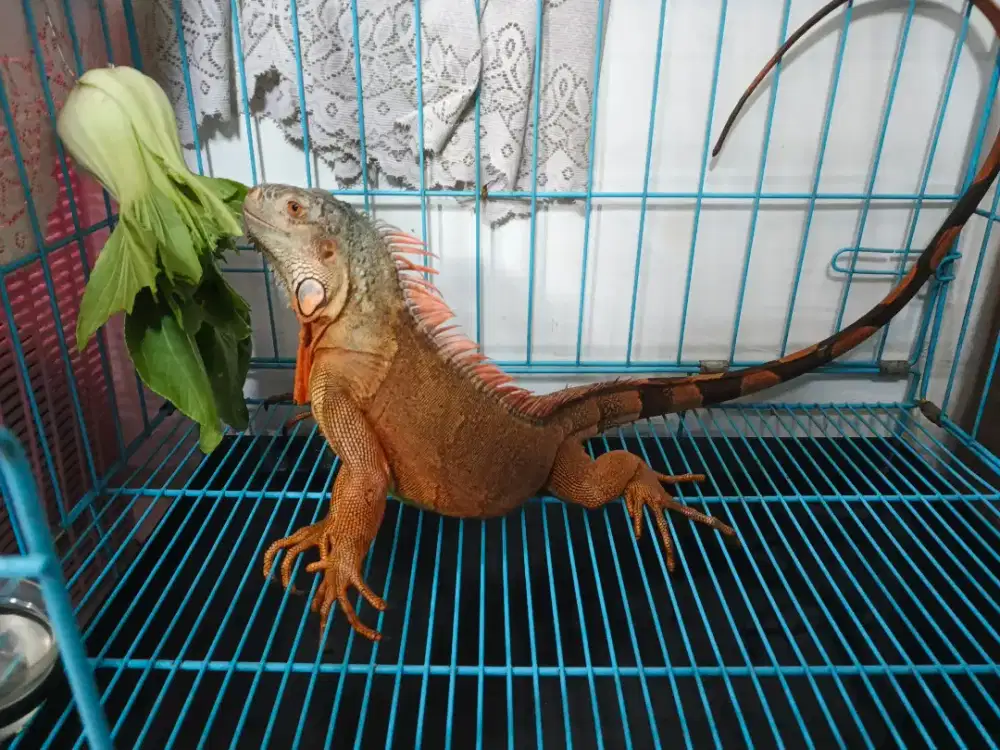 Iguana jinak (negoin)