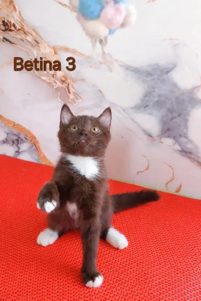 Bsh choco betina