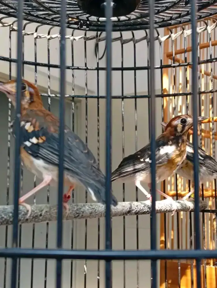 Anis kembang jantan ring malang