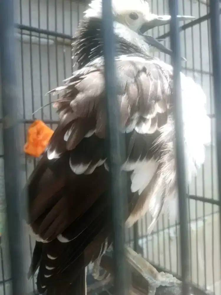 Jalak hongkong gacor