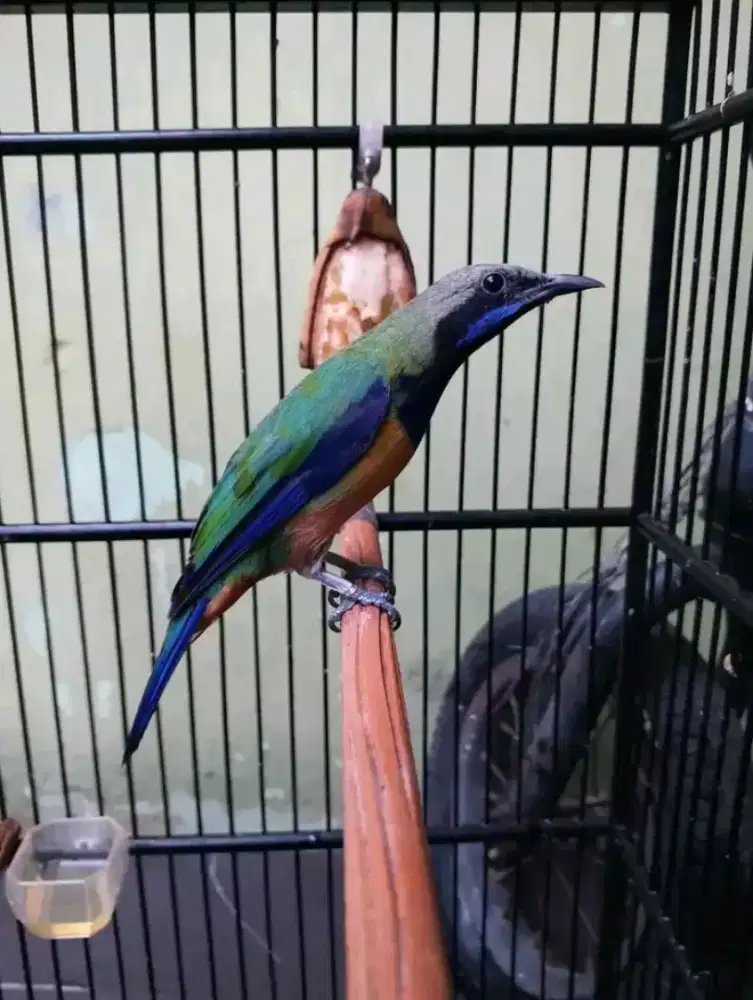 Sungko kepala abu jantan mulus