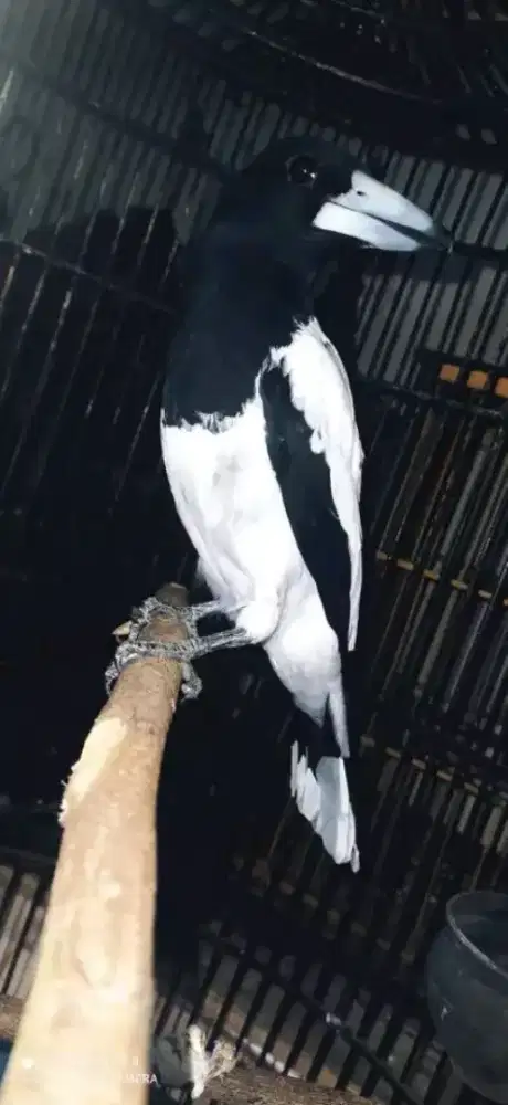 Jagal papua gacor mulus