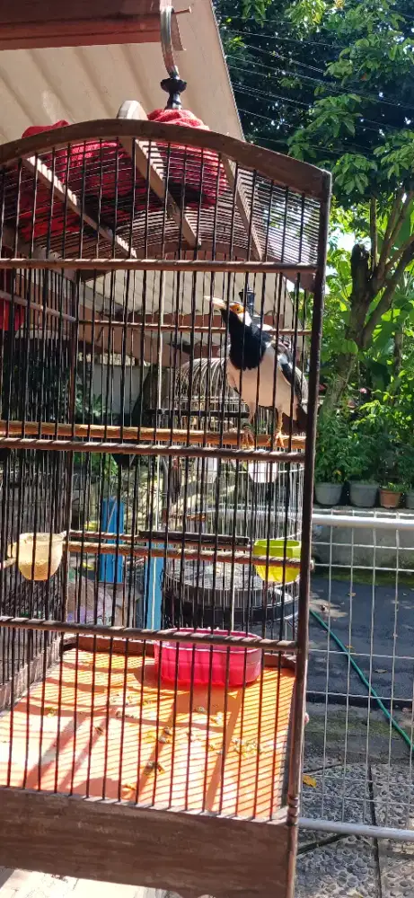 Jalak Uren Mulus, Ring, Medang