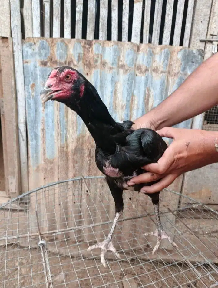 AYAM BETINA PAKHOY