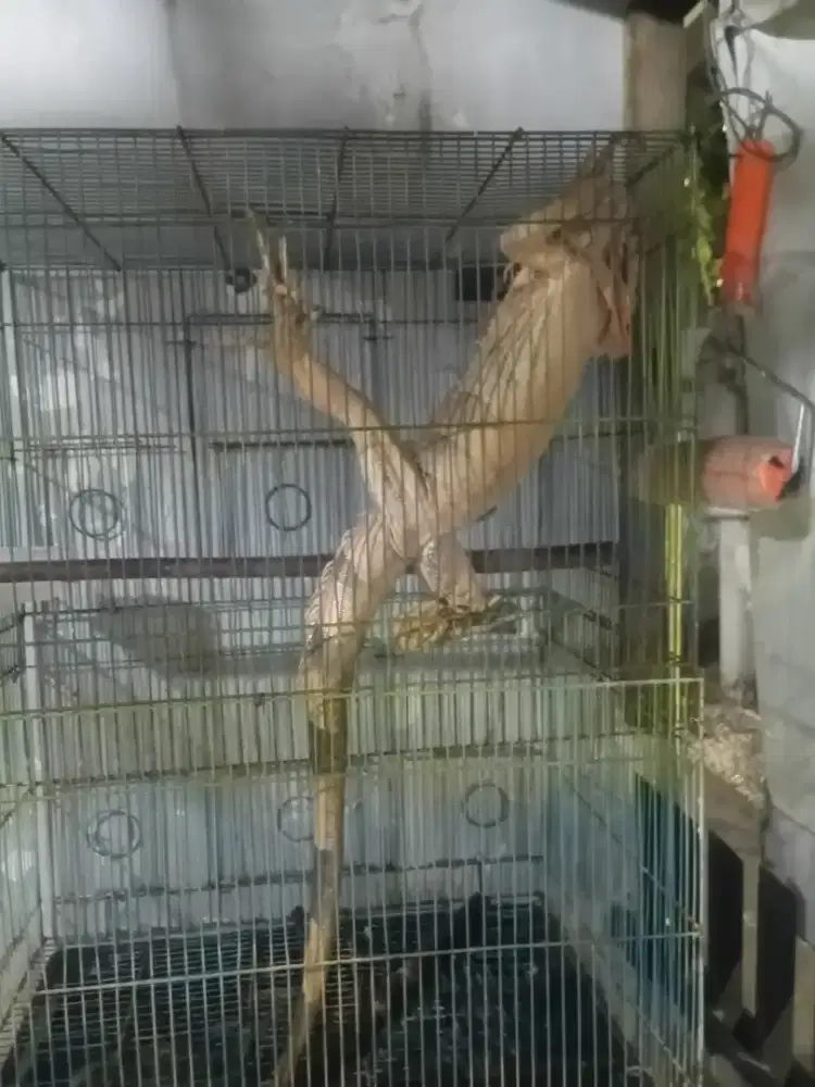 Iguana merah gede karakter aga galak