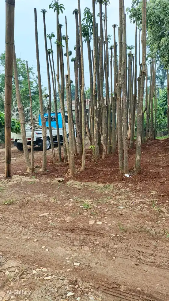 Pohon pule tunggal tinggi 3-4 meter