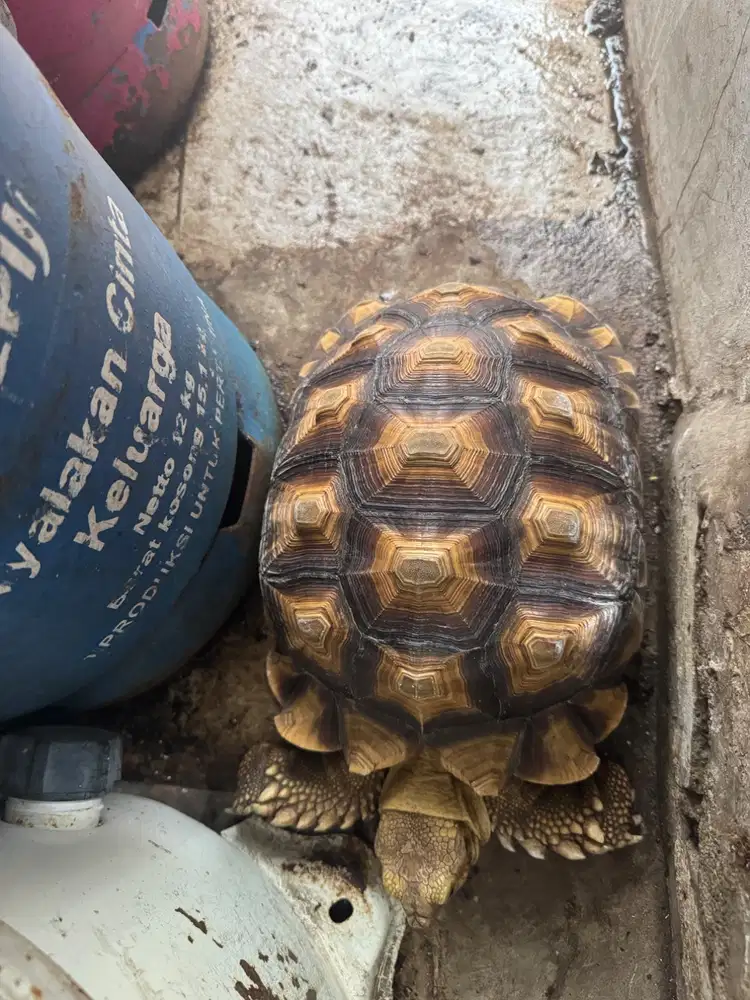 Jual Sulcata Sehat dan Terawat 22cm an