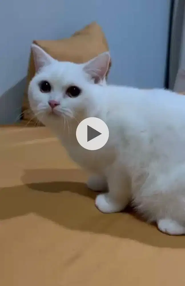 BRITISH SHORT HAIR KUCING