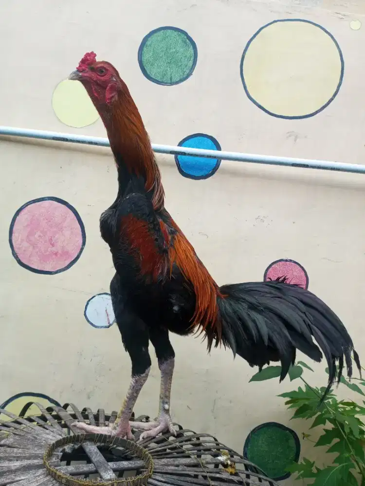 BK asli gede gagah duwur tulangan mbau