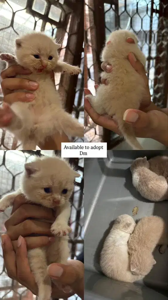 Kitten kucing british short hair