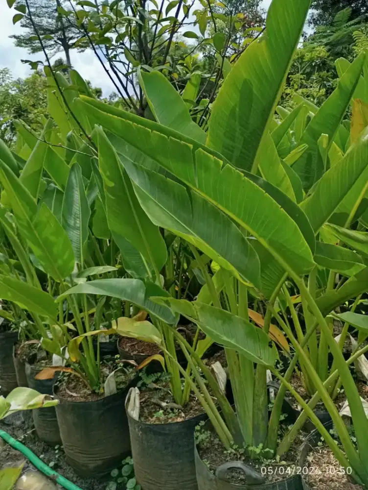 Tanaman Pisang Kipas