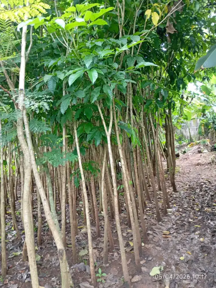 Tanaman Tabebuya Tinggi 2 meter