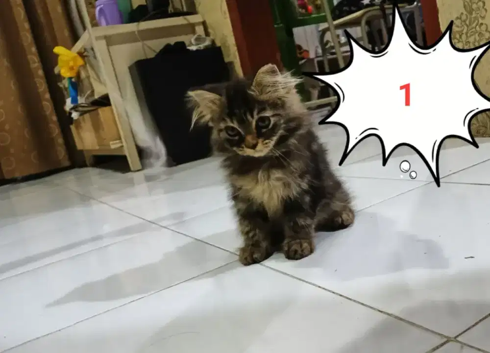 Adopsi anakan kucing ras campuran ras maine coon dna persia medium