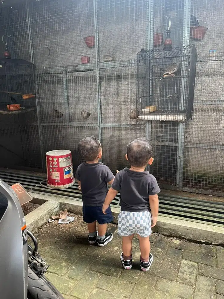 Mencari pengasuh anak laki-laki kembar