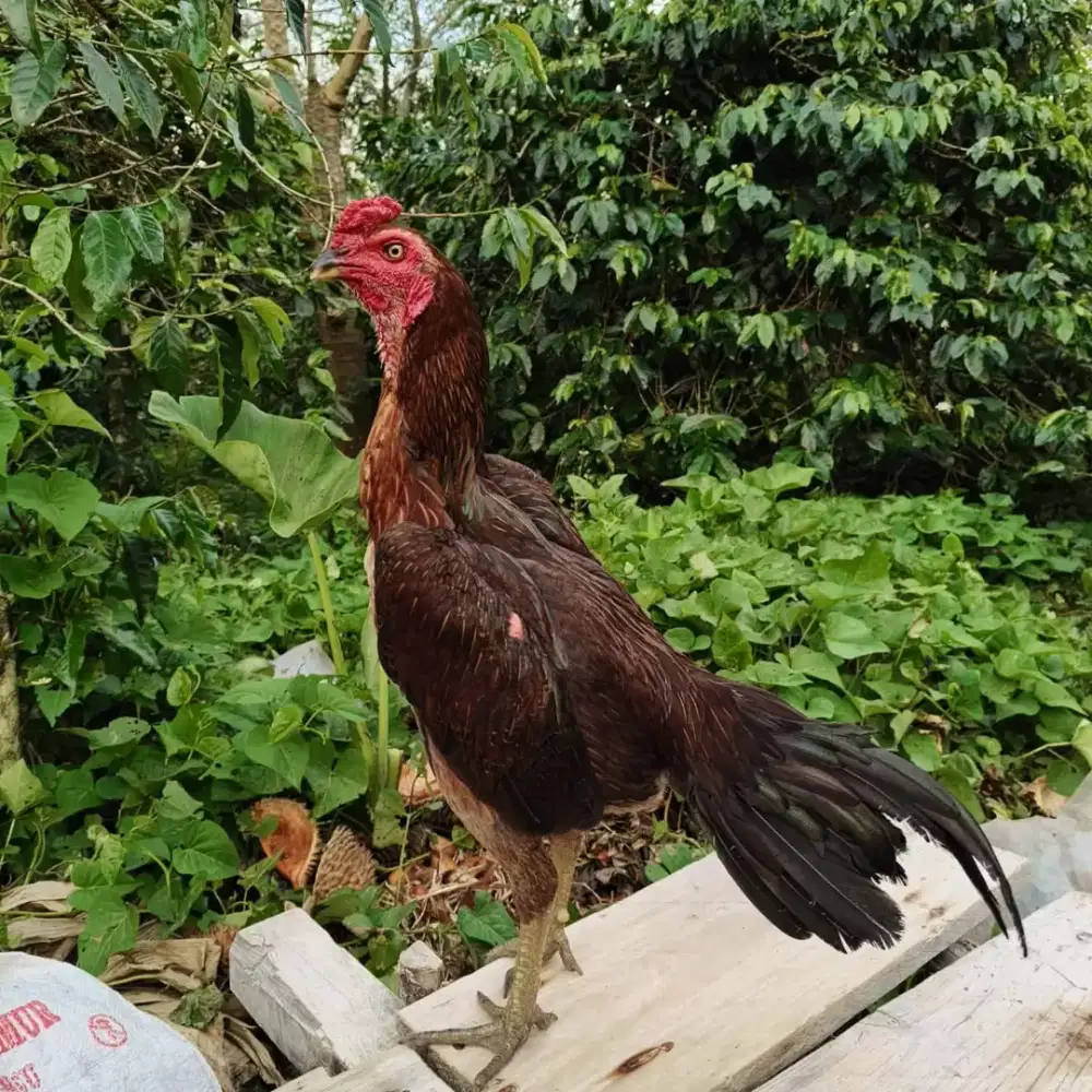 Di jual ayam jenis pamangon