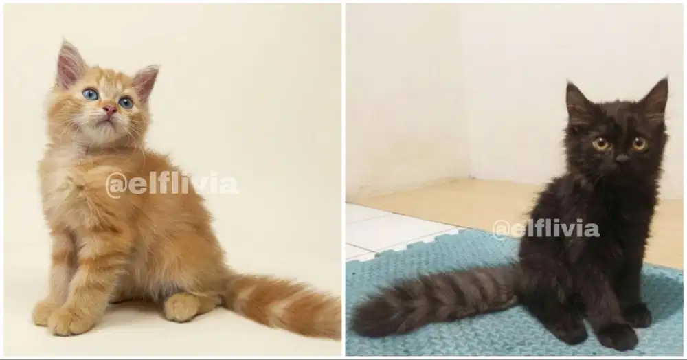 KITTEN 3 BULAN PERSIA LONGHAIR