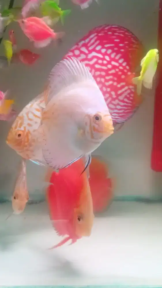 Ikan Discus 9 ekor