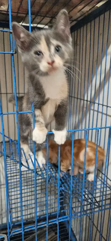 Kitten free adopt