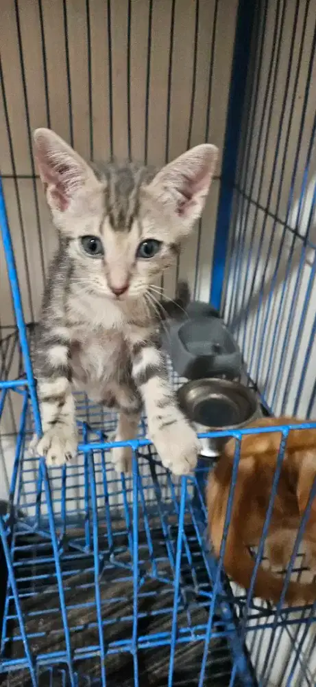 Kitten free adopt