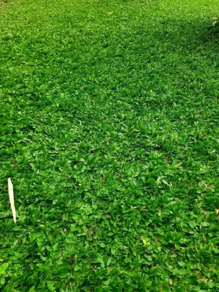 Jual rumput hias gajah mini