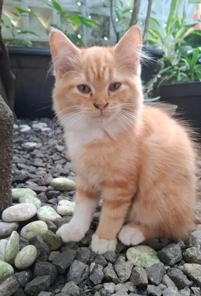 Adopsi Kucing Maincoone mix Norwegian