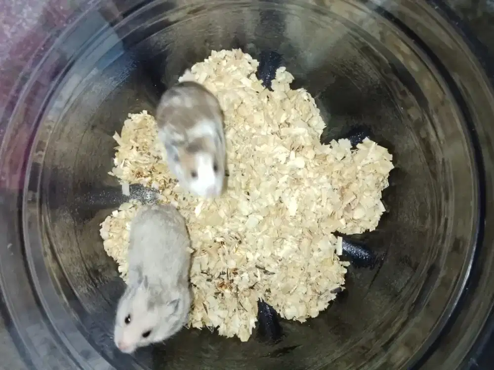 OPEN ADOPT HAMMY MURAHH